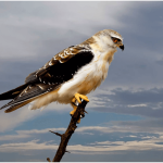 THE HUNTER, THE FARMER AND THE SHEPHERD