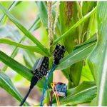 Rwanda PhD Student Develops AI Platform for Farmers