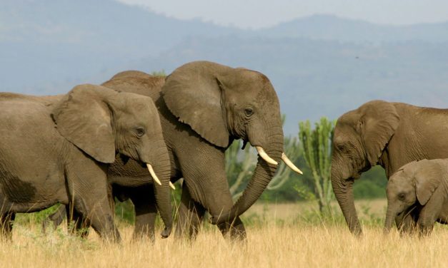 World Bank Advises Uganda to Change Strategy on Tourism